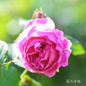 バラ　ピンクブールドゥネージュ｜花の手帖のバラ図鑑