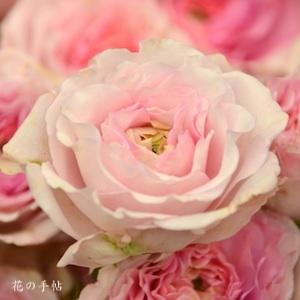 バラ　ピンクブーケ｜花の手帖のバラ図鑑