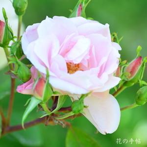 バラ　ピンク カーディナル ヒューム｜花の手帖のバラ図鑑