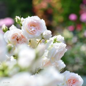 バラ　ピンク シフォン（Pink Chiffon）｜花の手帖のバラ図鑑