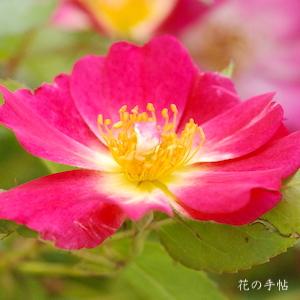 バラ　ピンク ドリフト｜花の手帖のバラ図鑑