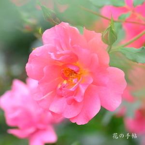 バラ　ピンクファミー｜花の手帖のバラ図鑑