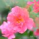 バラ　ピンクファミー｜花の手帖のバラ図鑑