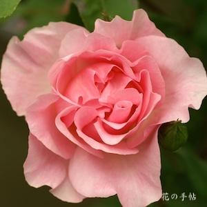 バラ　ピンク ファイアー｜花の手帖のバラ図鑑