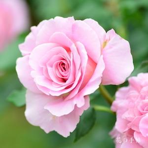 バラ　ピンクフレンチレース｜花の手帖のバラ図鑑