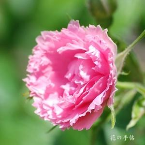 バラ　ピンク グローテンドルスト｜花の手帖のバラ図鑑