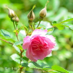 バラ　ピンク グローテンドルスト｜花の手帖のバラ図鑑