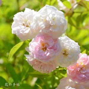 バラ　ピンク ギスレーヌ ドゥ フィリゴンド｜花の手帖のバラ図鑑