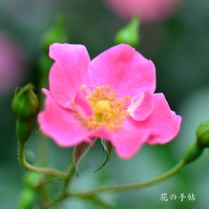 バラ　ピンクヘイズ｜花の手帖のバラ図鑑