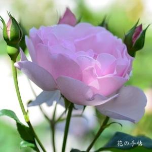 バラ　ピンクヘリテイジ｜花の手帖のバラ図鑑