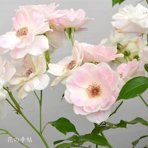 バラ　ピンクアイスバーグ（Pink Iceberg）｜花の手帖のバラ図鑑
