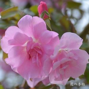 バラ　ツル ピンキー｜花の手帖のバラ図鑑
