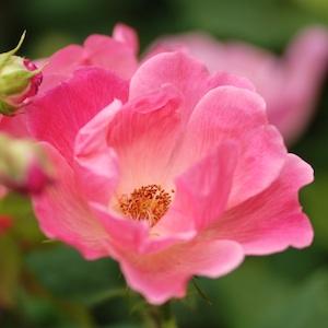 バラ　ピンク ノックアウト（Pink Knock Out）｜花の手帖のバラ図鑑