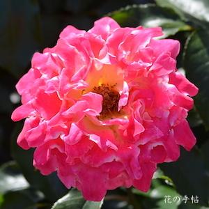 バラ　ピンクレディラッフル｜花の手帖のバラ図鑑