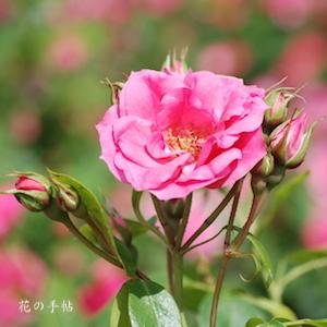 バラ　ピンク ラ セビリアーナ｜花の手帖のバラ図鑑