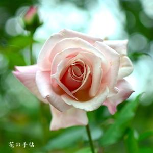 バラ　ピンク マスターピース｜花の手帖のバラ図鑑
