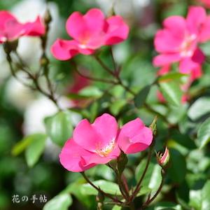 バラ　ピンク メイディランド｜花の手帖のバラ図鑑