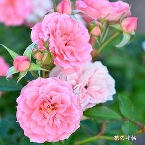 バラ　ピンクメイアンディナ（Pink Meillandina）｜花の手帖のバラ図鑑