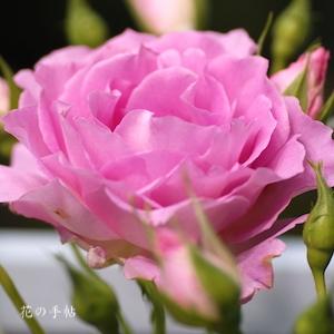 バラ　ピンク オブ プリンセス｜花の手帖のバラ図鑑
