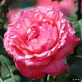 バラ ピンクパンサー Rose Pink Panther 00品種以上の薔薇を作出者 交配親などのデータと美しい写真で紹介する花の手帖のwebバラ 図鑑