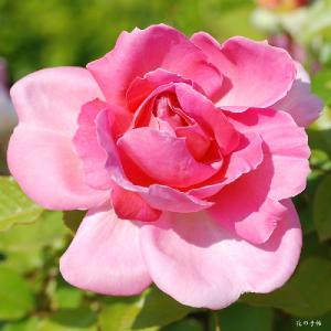 バラ　ピンク パンサー（Pink Panther）｜花の手帖のバラ図鑑