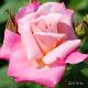 バラ　ピンクパルフェ｜花の手帖のバラ図鑑