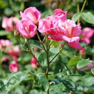 バラ　ピンクパルフェ｜花の手帖のバラ図鑑