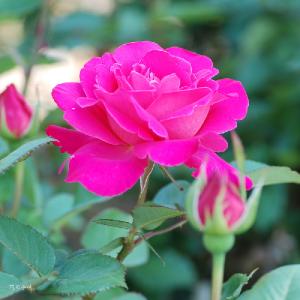 バラ　ピンク ピース（Pink Peace）｜花の手帖のバラ図鑑