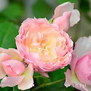 バラ　ピンクピンクッション｜花の手帖のバラ図鑑
