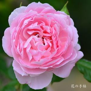 バラ　ピンクパウダーパフ｜花の手帖のバラ図鑑