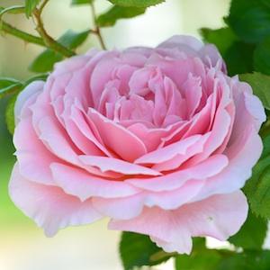 バラ　ピンクパウダーパフ｜花の手帖のバラ図鑑