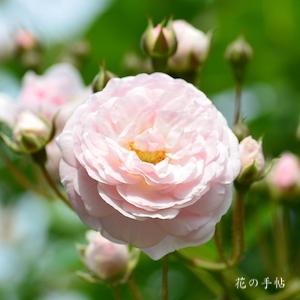 バラ　ピンク プロスペリティ｜花の手帖のバラ図鑑