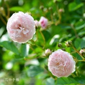 バラ　ピンク プロスペリティ｜花の手帖のバラ図鑑