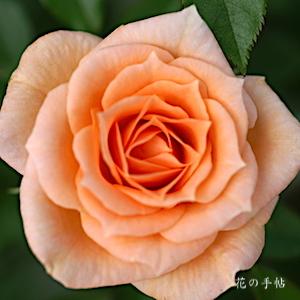 バラ　ピンク レスポンス｜花の手帖のバラ図鑑