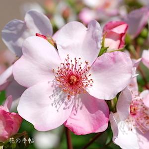 バラ　ピンク サクリーナ（Pink Sakurina）｜花の手帖のバラ図鑑