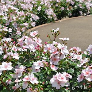 バラ　ピンク サクリーナ（Pink Sakurina）｜花の手帖のバラ図鑑