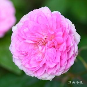 バラ　ピンクスペール｜花の手帖のバラ図鑑