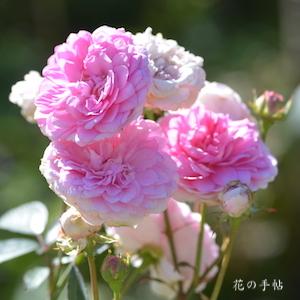 バラ　ピンクスペール｜花の手帖のバラ図鑑