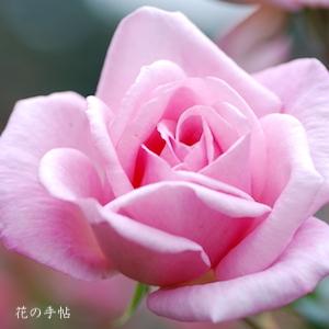 バラ　ピンク スパイラル（Pink Spiral）｜花の手帖のバラ図鑑