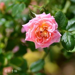 バラ　つる ピンク スタリナ｜花の手帖のバラ図鑑