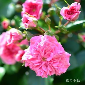 バラ　ピンク スワニー｜花の手帖のバラ図鑑
