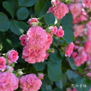 バラ　ピンク スワニー｜花の手帖のバラ図鑑