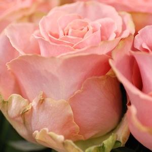 バラ　ピンクテディ｜花の手帖のバラ図鑑