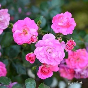バラ　ピンクトラオムラント｜花の手帖のバラ図鑑