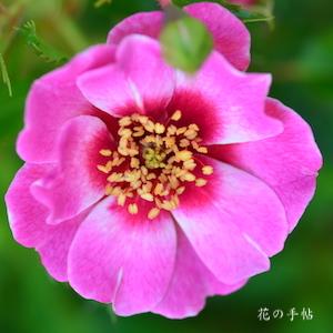 バラ　ピンクトルマリンバビロン｜花の手帖のバラ図鑑