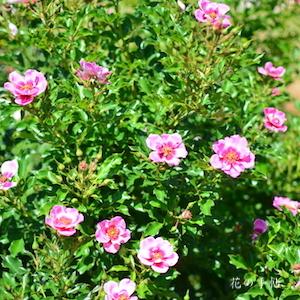 バラ　ピンクトルマリンバビロン｜花の手帖のバラ図鑑