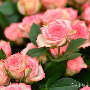 バラ　ピンクワルツ｜花の手帖のバラ図鑑