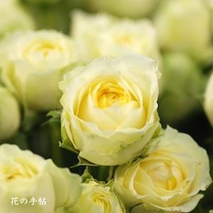バラ　ピスカップ｜花の手帖のバラ図鑑