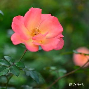 バラ　プレイボーイ｜花の手帖のバラ図鑑