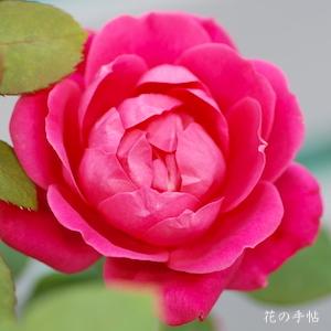 バラ　ピンク ダブル ノックアウト（Pink Double Knockout）｜花の手帖のバラ図鑑